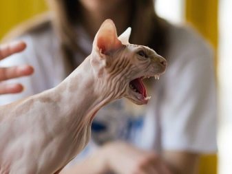 Сколько длится беременность у кошки породы сфинкс