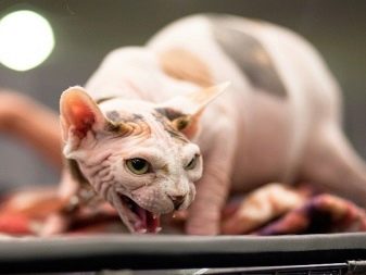 Беременная кошка породы сфинкс