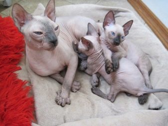 Фото беременных кошек породы сфинкс