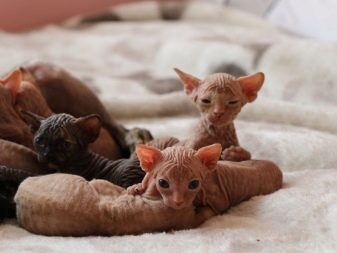 Сколько длится беременность у кошки породы сфинкс