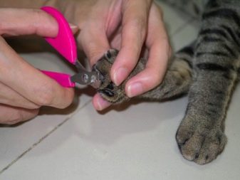 Кошки породы бразильская короткошерстная фото