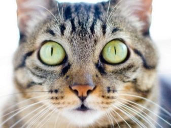 Описание породы бразильская короткошерстная кошка