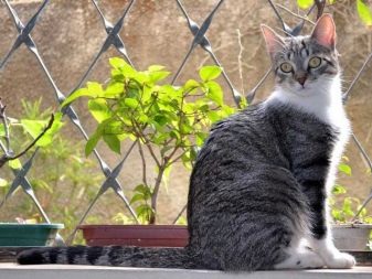 Бразильская порода кошек длинношерстная