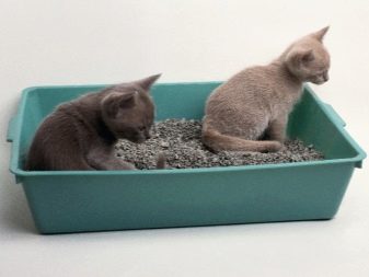 Кошки британской породы фото лиловый
