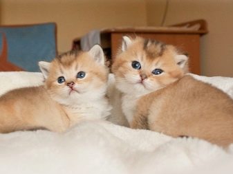 Порода кошек золотой британец фото
