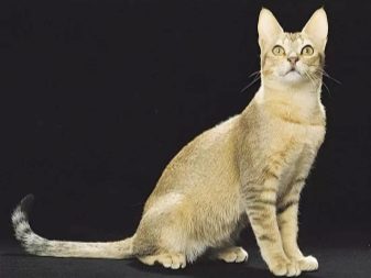 Кошка цейлонской породы фото thumbnail