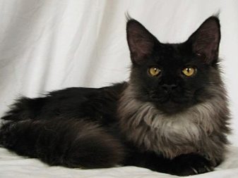 Порода кошек мэйкун черный