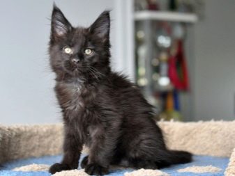 Порода кошки мэйкун черный