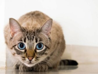 Европейская кошка порода фото thumbnail