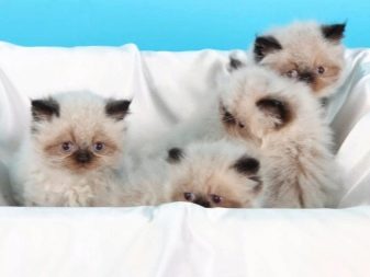 Породы помесь сиамских кошек с персами