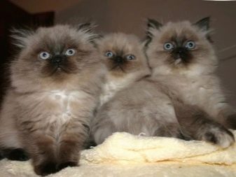 Породы помесь сиамских кошек с персами