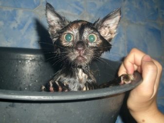 С какого возраста можно мыть кошек thumbnail