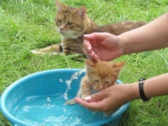 В каком возрасте можно купать кошек