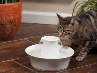 Как научит кошку есть сухой корм
