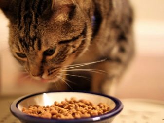 Как научить кошку есть корм