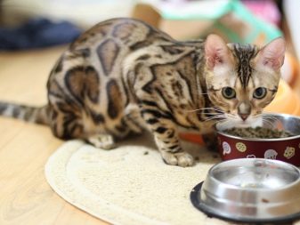Сухие корма для кошек как приучить