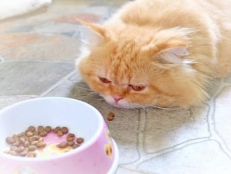 Приучить кошку есть сухой корм