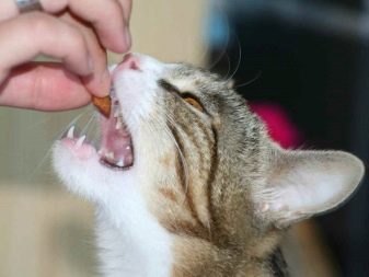 Как приучить кошку кушать корм