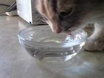 Каким кормом кормить кошку до года