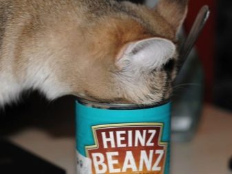 Сухой корм для кошек британской породы