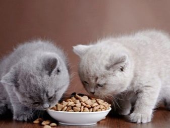Жидкий корм для британских кошек