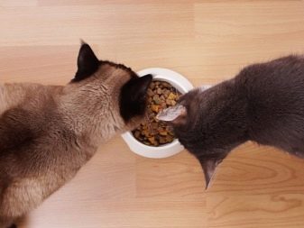 Сухой и влажный корм для британских кошек