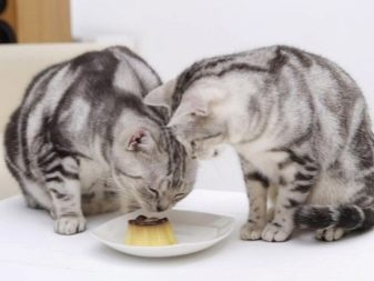 Каким кормом кормить стерилизованную британскую кошку
