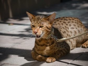 Крупные кошки породы ашера фото