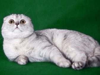 Серебристые кошки порода фото
