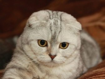 Породы кошек серебристая шиншилла затушеванный окрас