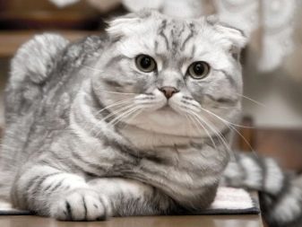 Фото кошек породы шиншилл серых