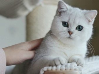 Фото кошек породы шиншилл серых