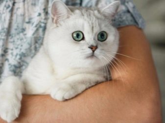 Порода кошек серебряная шиншилла