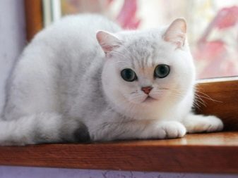Кошка серебристая шиншилла описание породы характер