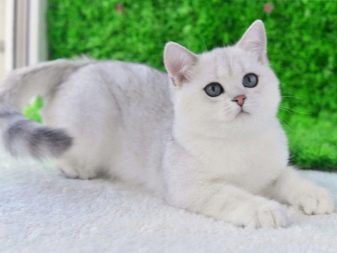 Кошка голубая кот серебристая шиншилла какие котята