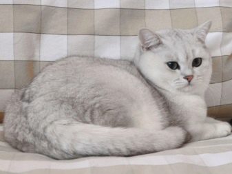 Породы кошек серебристый шиншилл
