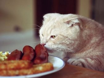 Порода кошек шиншилла серебристая чем кормить