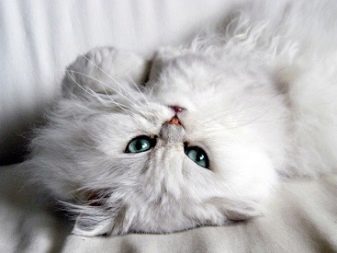 Породы кошек серебристый шиншилл