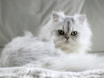 Серебристая шиншилла кошка описание породы и характера