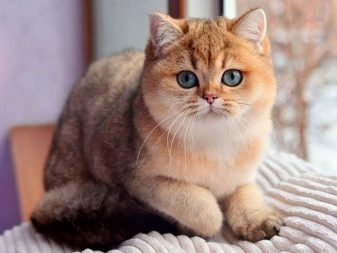 Кошка породы золотая шиншилла