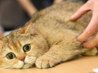 Фото порода кошек золотая шиншилла