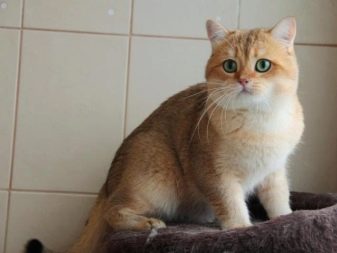 Порода кошек золотая фото