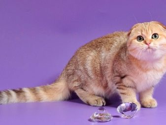 Порода кошек золотая шиншилла характер