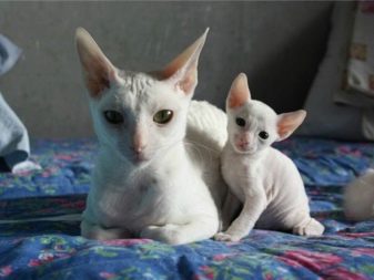 Порода кошек которые не линяют фото