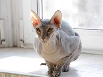 От какой породы кошек меньше всего волос
