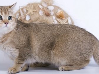 Порода кошек наполеон мини