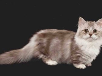 Наполеон порода кошек уход
