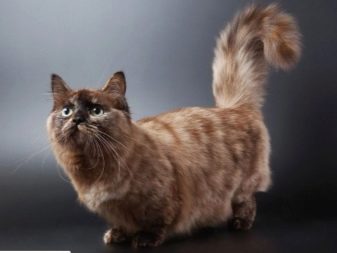 Наполеон менуэт порода кошек фото