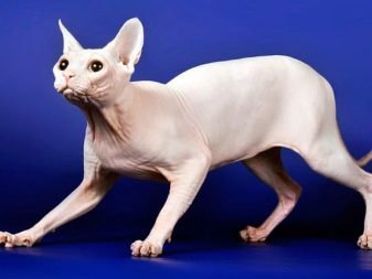Порода кошек похожая на кошек сфинксов но с шерстью фото