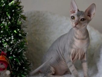 Фото кошек породы сфинкс с шерстью фото